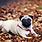 Funny Pug Backgrounds