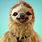 Funny Sloth Backgrounds