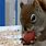 Funny Squirrel Eating Nuts