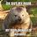 Funny Wombat Memes