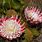 Fynbos Flowers