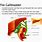 Gallbladder Physiology
