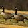 Geese Images