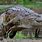 Giant African Crocodile