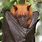 Giant Golden Flying Fox Bat