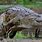 Giant Nile Crocodile