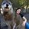 Giant Wolf Breed Dog
