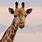 Giraffe Photos