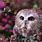 Girly Owl Wallpaper