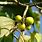 Gmelina Arborea Fruit