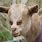 Goat with Forward-Facing Eyes
