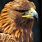Gold Eagle Bird