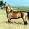 Gold Horse Breed