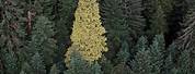 Golden Spruce Tree