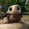 Good Morning Turtle GIF