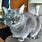 Gray Cat Images