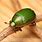 Green Chafer Beetle