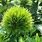 Green Spiky Ball Plant