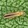 Green Thrips