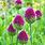 Growing Allium Bulbs