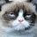 Grumpy Cat Face Meme