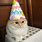 Happy Birthday Cute Cat Memes