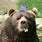 Happy Birthday Funny Bear Meme