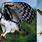 Harpy Eagle vs Sloth
