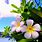 Hawaiian Flower Desktop Wallpaper
