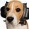 Headphones for Dogs