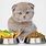 Healthy Food for Cats