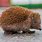 Hedgehog Head