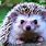 Hedgehog Species