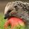 Hedgehog with Apple