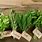 Herbs for Cooking