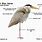 Heron Anatomy