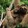 Hewan Sloth