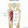 Hip Adductor Muscle Strain