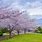 Hokkaido Sakura