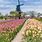 Holland Michigan Tulips