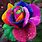 Holland Rainbow Rose