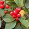 Holly Berry Cotoneaster