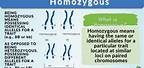 Homozygous Examples