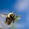 Honey Bee Flight