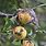 Honeycrisp Apple Tree Diseases