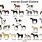 Horse Breeds and Colors Chart