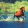 Horse Running Water