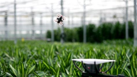 How AI Is Taking Root in Greenhouse Operations