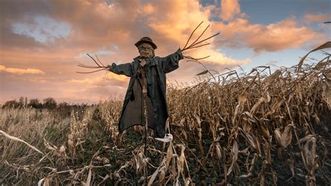 How scarecrows went from ancient magic to fall horror fodder