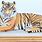 How to Draw Bengal Tiger